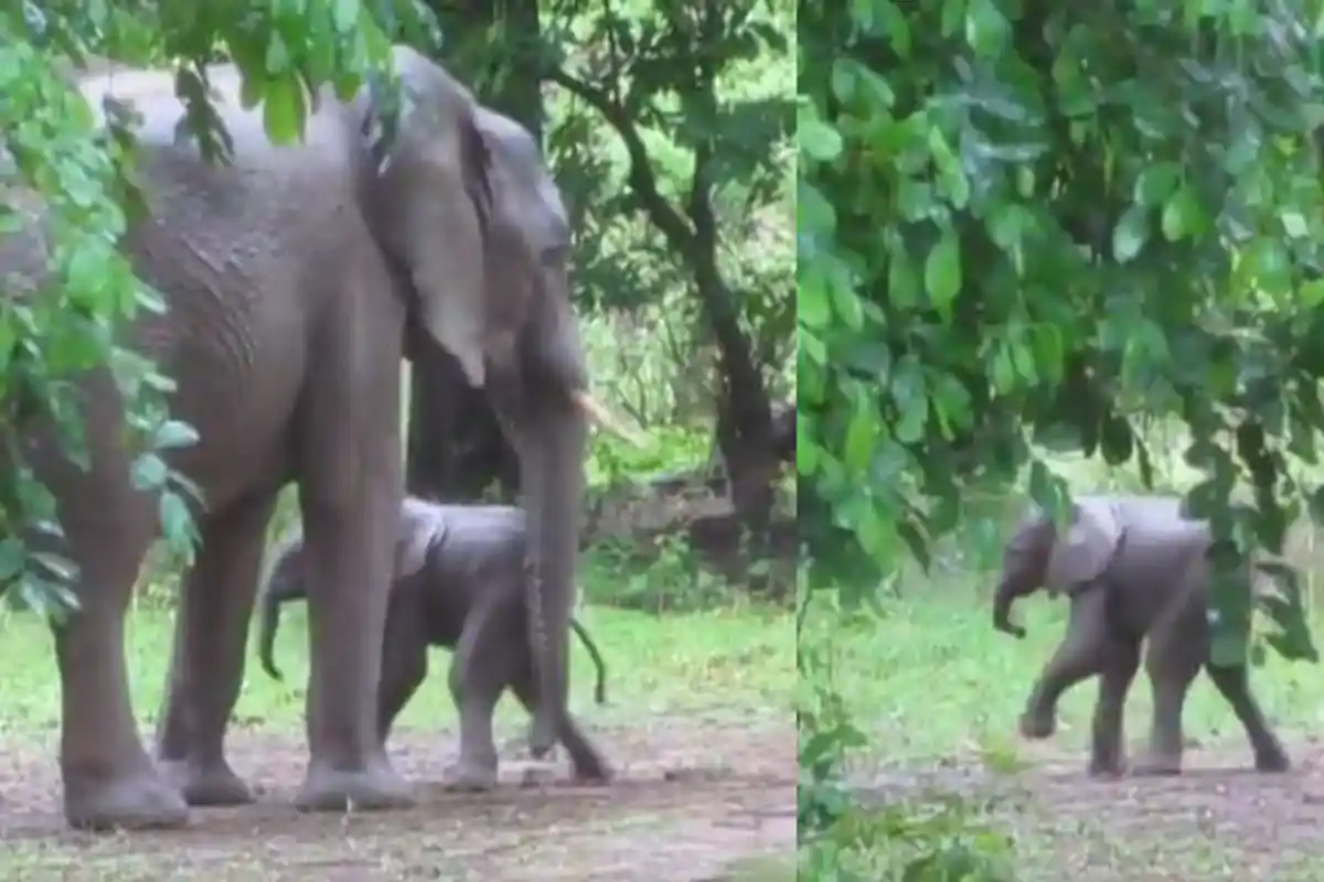Viral, Bayi Gajah Baru Lahir Terekam Kamera Sedang Belajar Jalan, Bikin Warganet Gemas Melihatnya