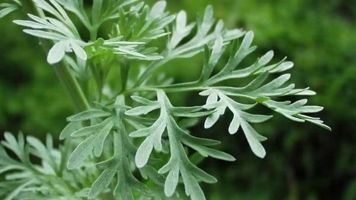 Ternyata Tanaman Herbal dari Tanaman Ini Bisa Basmi Kanker dengan Cepat