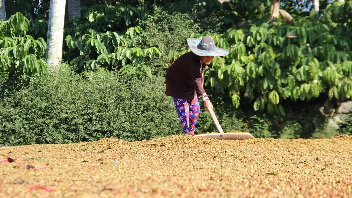 Begini Cara Mengolah Kopi yang Baik dan Benar Menurut Owner Mulia Coffe
