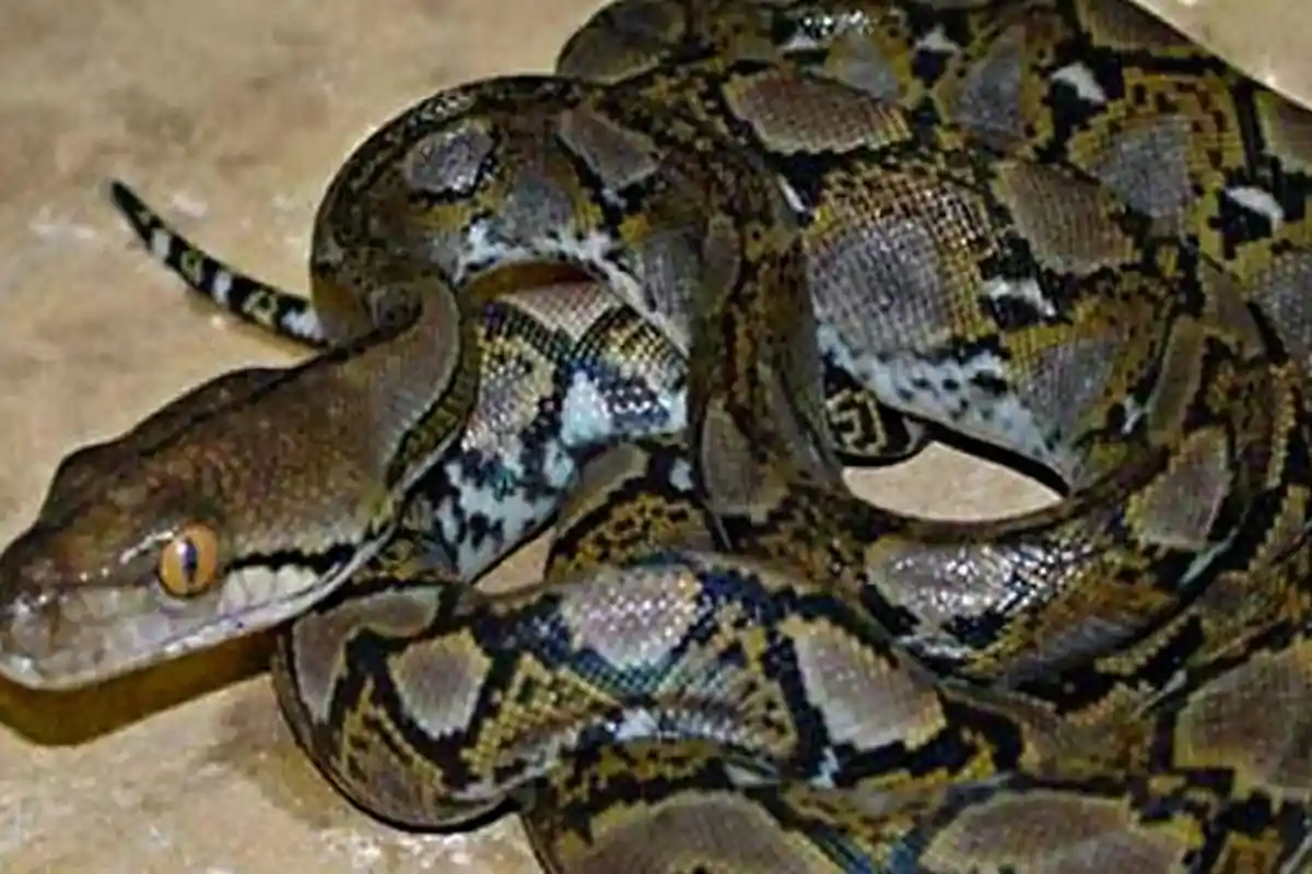 Pria Asal Bandung Ini Tewas Dililit Ular Sanca Sepanjang 3 Meter & Seberat 17 Kg yang Dipeliharanya