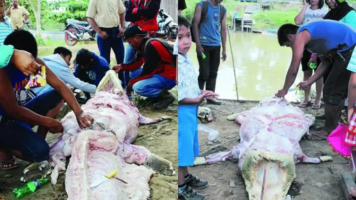 Pawang Buaya Komat-kamit Baca Mantra Mencari Korban, Binatang Buas Mendadak Menerkam