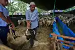 warga-menggiring-kambing-kurban.jpg