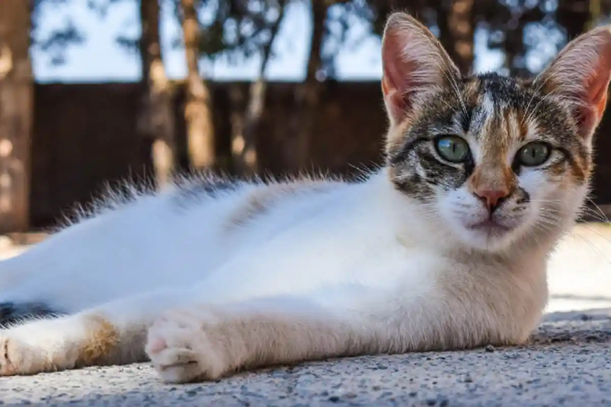 Niat Mulia Ingin Selamatkan Kucing yang Terjebak di Loteng, Wanita 50 Tahun Malah Tewas Terjatuh