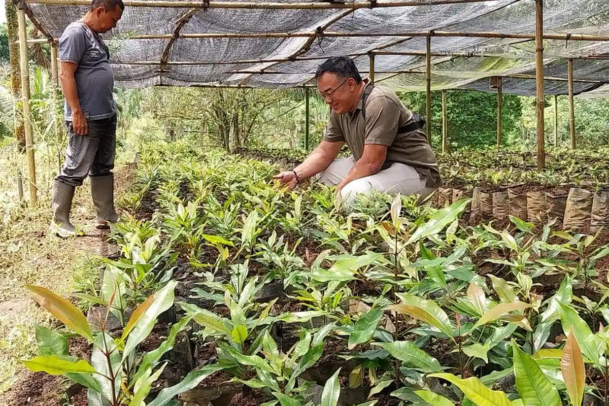 Perkebunan Lidjen Rencanakan Peremajaan 17 Ribu Tanaman Cengkeh