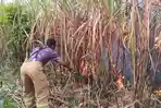 kebakaran-lahan-tebu-di-gampengrejo-kediri.jpg