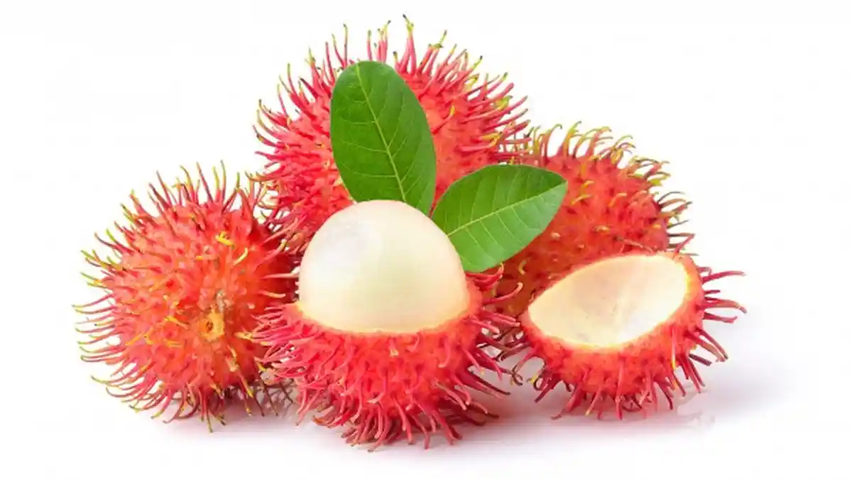 KUNCI JAWABAN Tema 2 Kelas 3 SD Subtema 1 Hal 38-42, Berapakah Jumlah Rambutan Lani dan Adiknya?