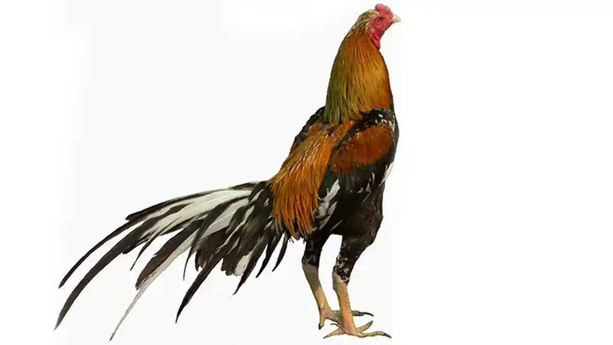 Arti Mimpi Mencabut Bulu Ayam, Akan Datang Keuntungan Tak Terduga