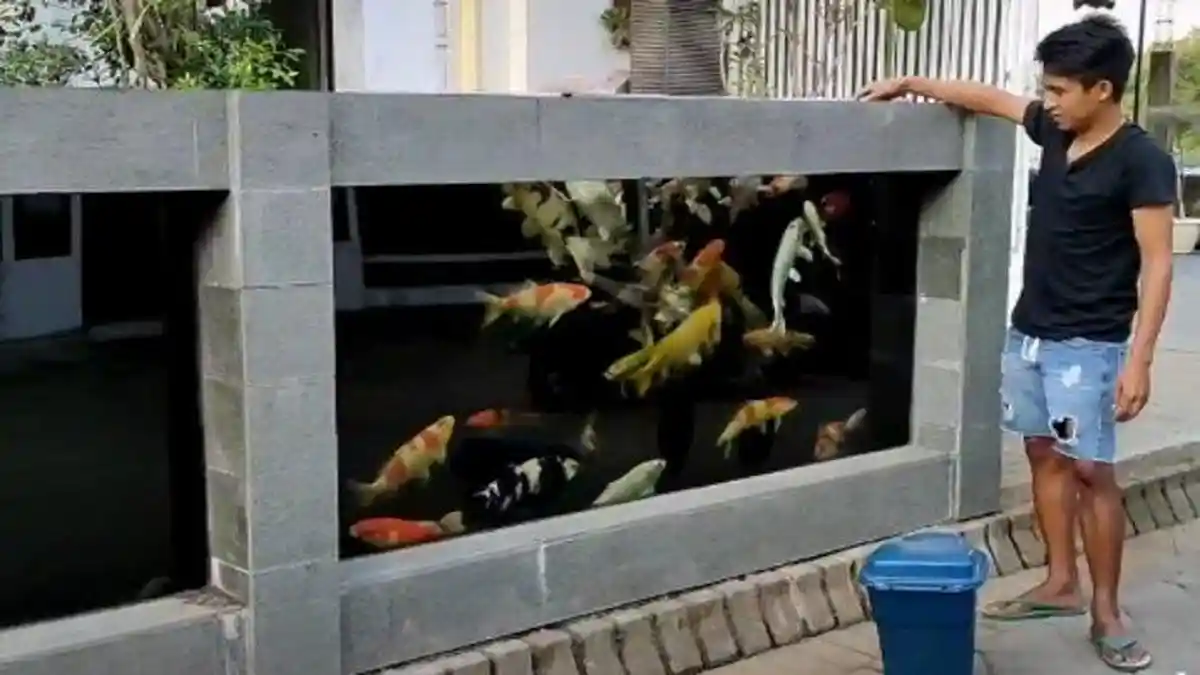Viral, Pagar Rumah Pria Ini Terbuat dari Kolam Ikan Koi, Nilainya Puluhan Juta Rupiah