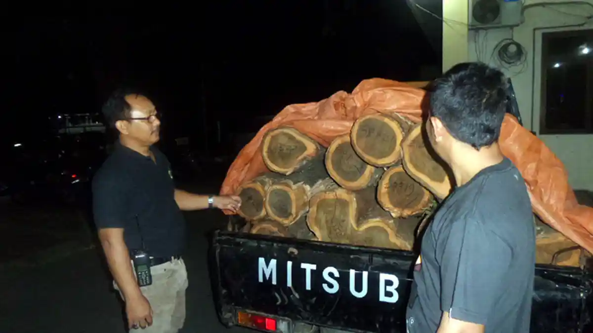 Polisi Hutan Disandera Kawanan Pencuri Kayu Jati di Blora