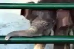 Risma Beri Nama Dumbo pada Bayi Gajah KBS