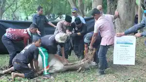 Kegiatan-Green-Qurban-1446-H-USK-2025.jpg