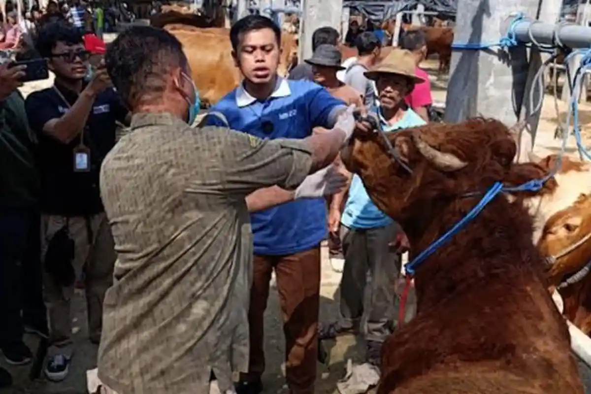 Sidak Hewan Kurban di Pasar Dimoro Kota Blitar, Petugas Temukan Seekor Sapi Terkena LSD