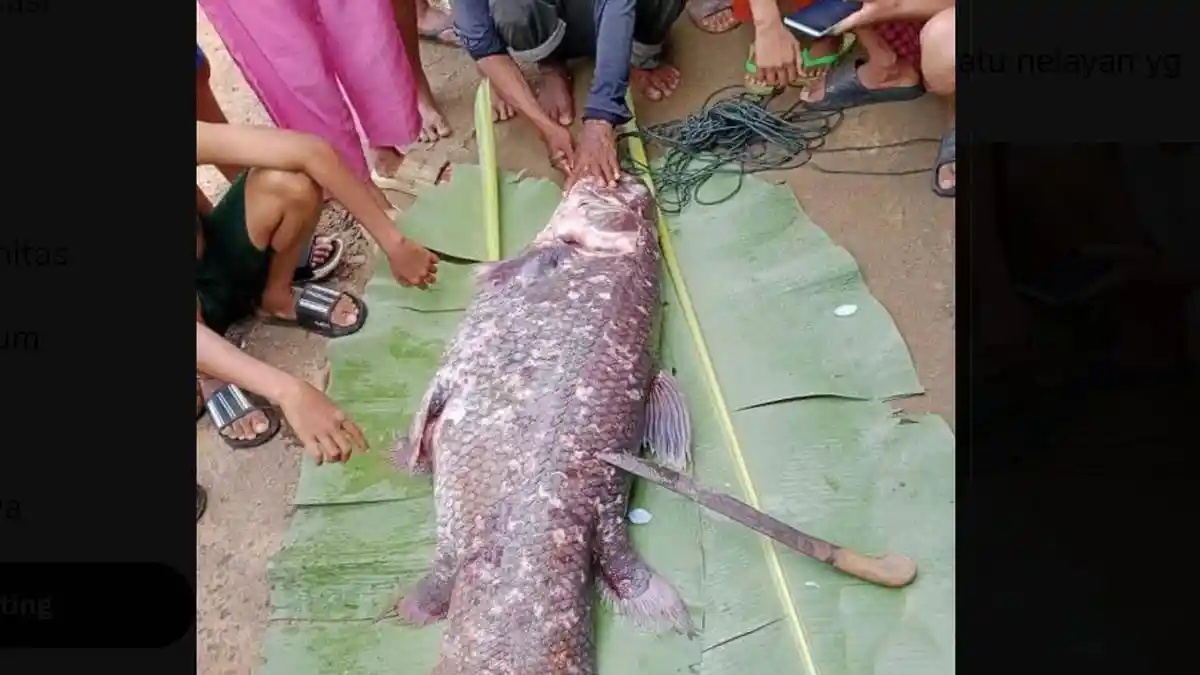 Lokasi Penemuan Ikan Purba Coelacanth Di Gorontalo Utara Akan Dikunjungi Peneliti Amerika Serikat