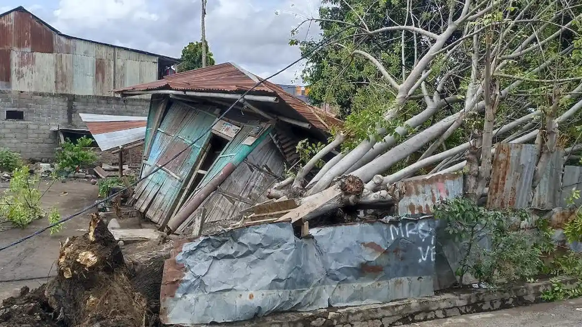Satu Rumah Warga Kota Baru Sikka Hancur Dihantam Pohon Tumbang 