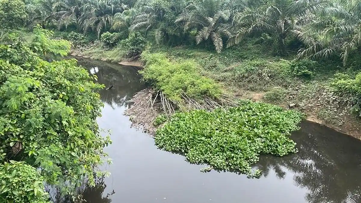 Krueng Trang Diduga Tercemar Limbah Pabrik Sawit, Tim DLH Nagan Raya Ambil Sampel Air