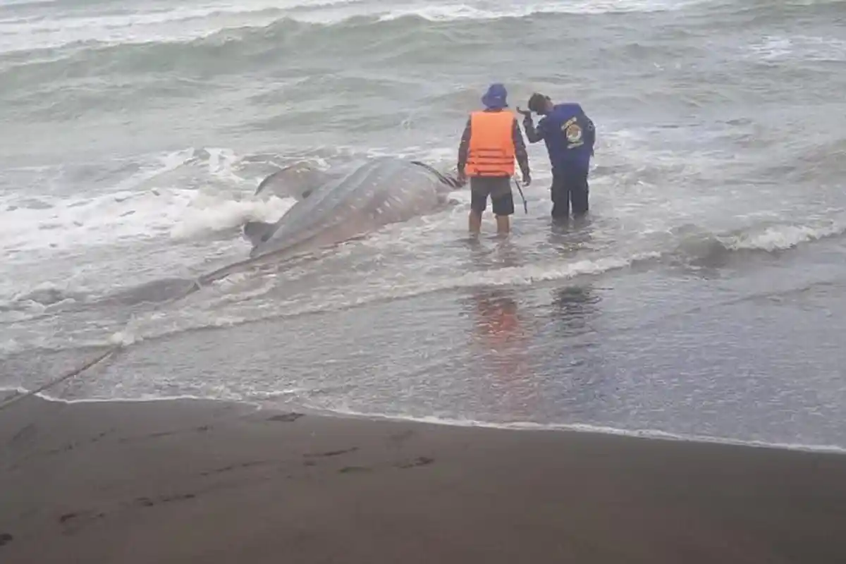 Hiu Tutul Sepanjang 6 Meter Terdampar di Pantai Bunton Cilacap, Warga Sempat Berusaha Jarah Sirip