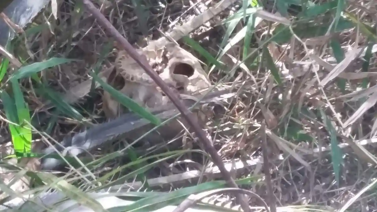 Kerangka Manusia Ditemukan di Kebun Sawit