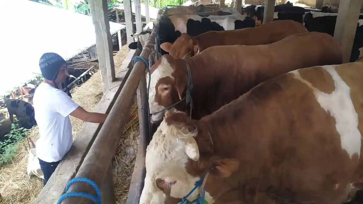 Sapi Kurban Milik Prabowo Subianto Curi Perhatian, Beratnya Sampai 1 Ton Dirawat Intensif