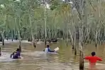 Demi Makan Keluarga, Petani di OKI Nekat Menyadap Karet di Tengah Banjir, Berujung Tewas Tenggelam