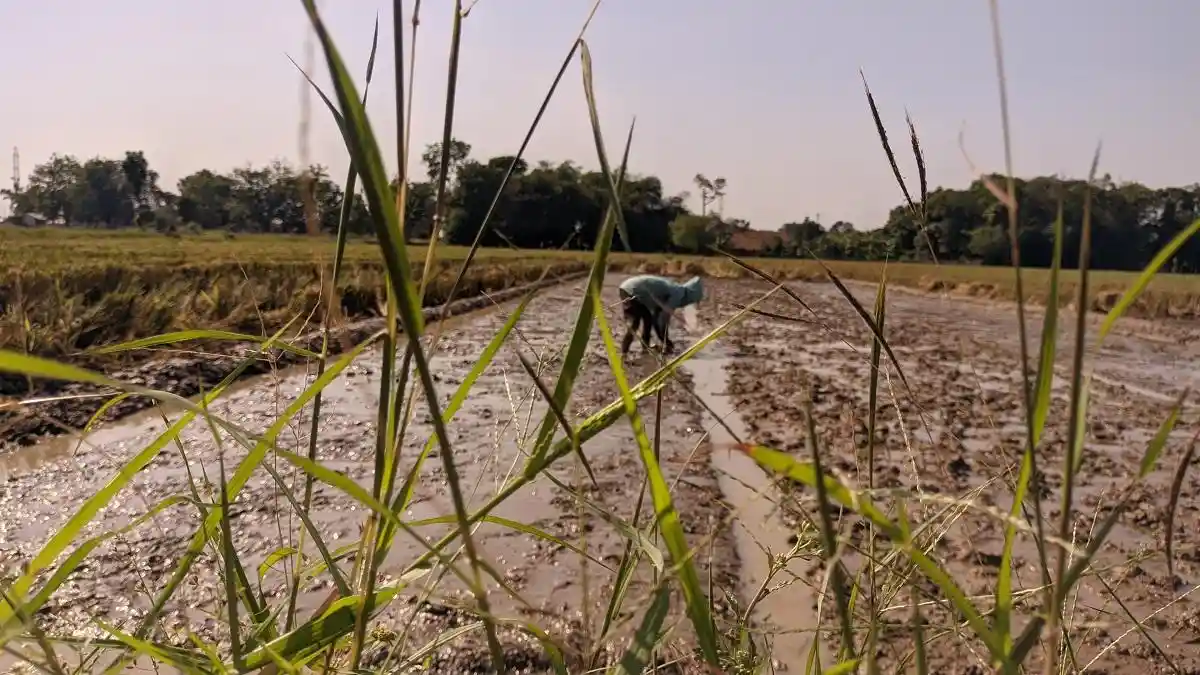 12 Kecamatan di Pati Berpotensi Alami Kekeringan, Ini Data Rincinya