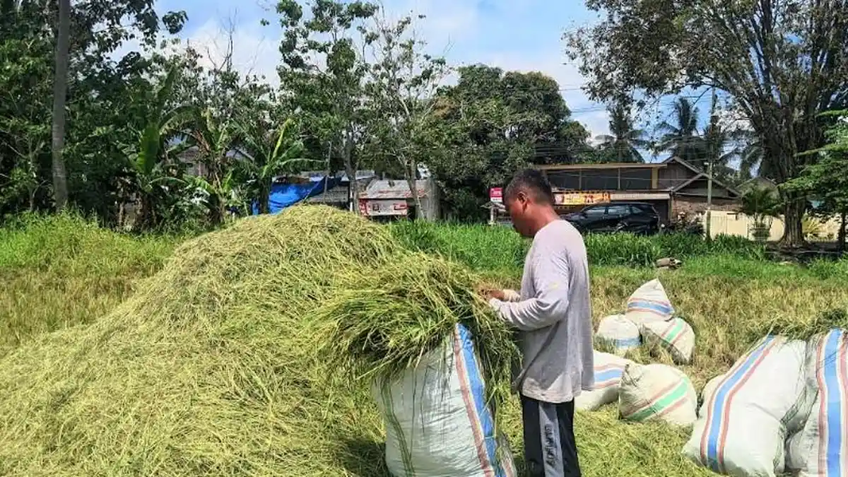 Warno Rifai Warga Hutabohu Gorontalo Berburu Jerami Padi Sejauh 23 ...
