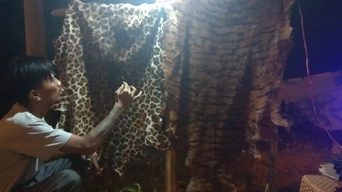 Begini Cara Membuat Kulit Harimau KW di KPIK Sloko Betua