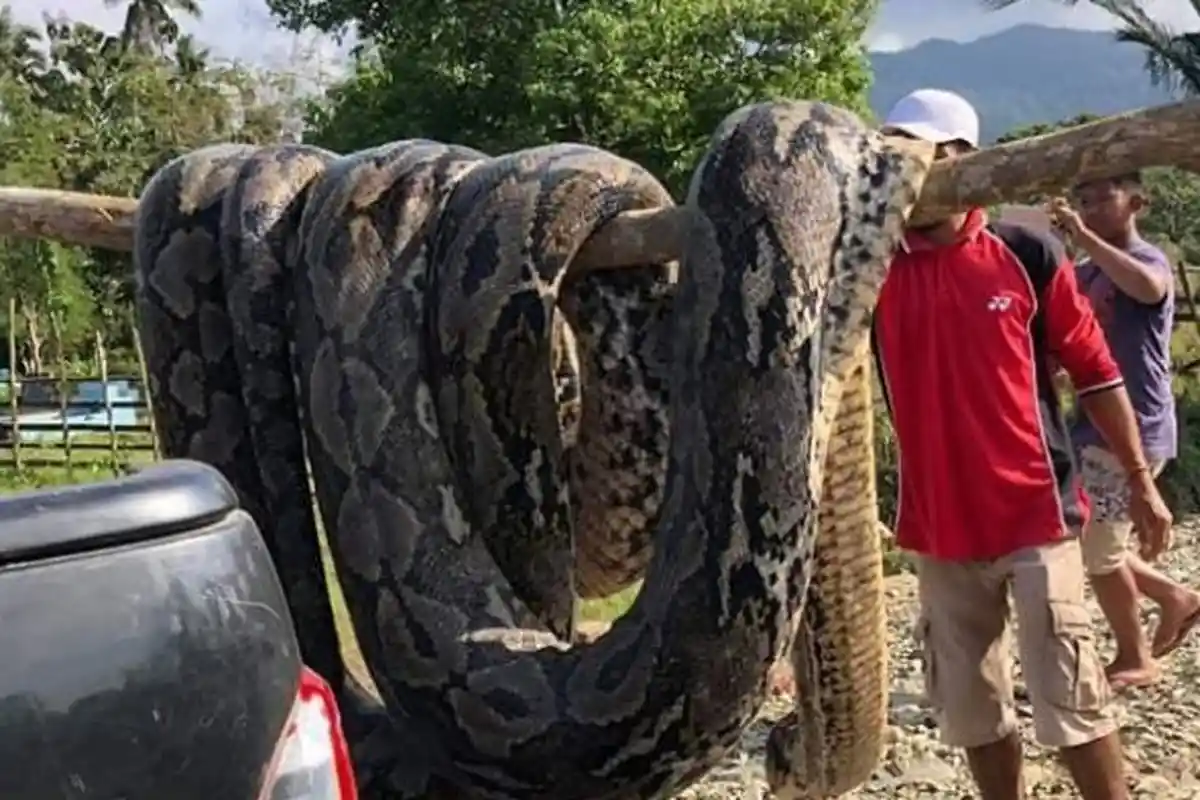 Di Sultra, Ular Piton 7 Meter Lilit Siswa  SMP Hingga Tewas, Korban Kesulitan Bernafas, Lalu