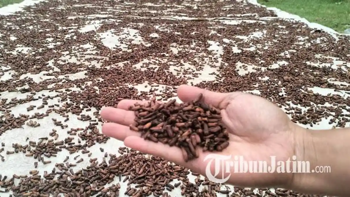 Stok Melimpah, Harga Cengkeh di Lumajang Merosot, Petani Berharap Pemerintah Hadir Beri Proteksi