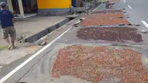 Petani-cengkih-dfbdb.jpg