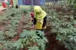 Edukasi Urban Farming