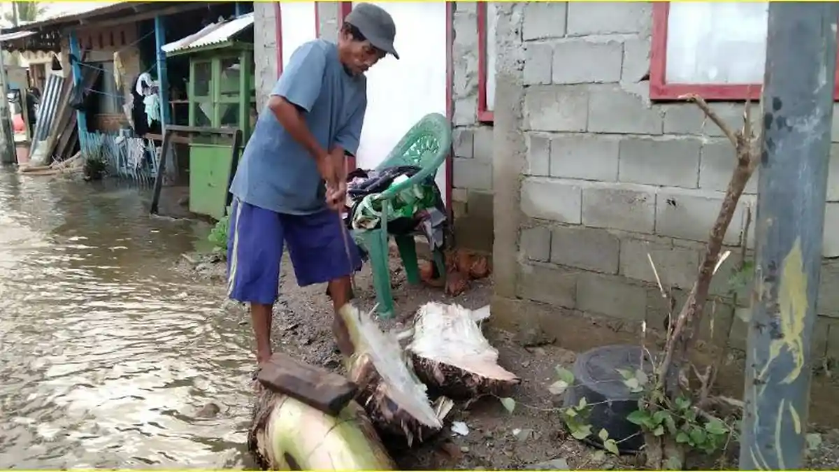 Rumput Sulit Dicari karena Banjir, Ishak Polinggala Jadikan Batang Pisang sebagai Pakan Sapi