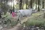 20260528-SAPI-KURBAN.jpg