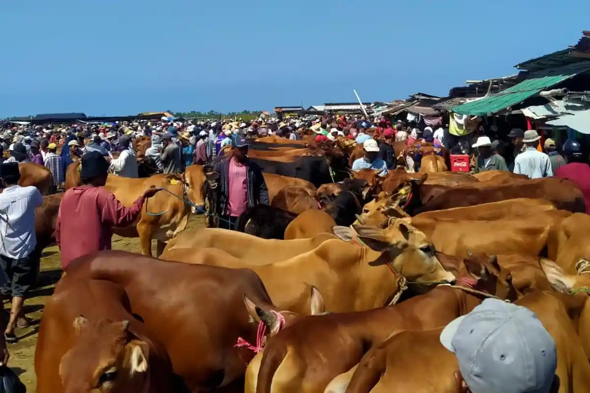 Mendekati Idul Adha 2023, Harga Sapi Kurban di Sampang Melonjak Drastis, Segini Kenaikkannya