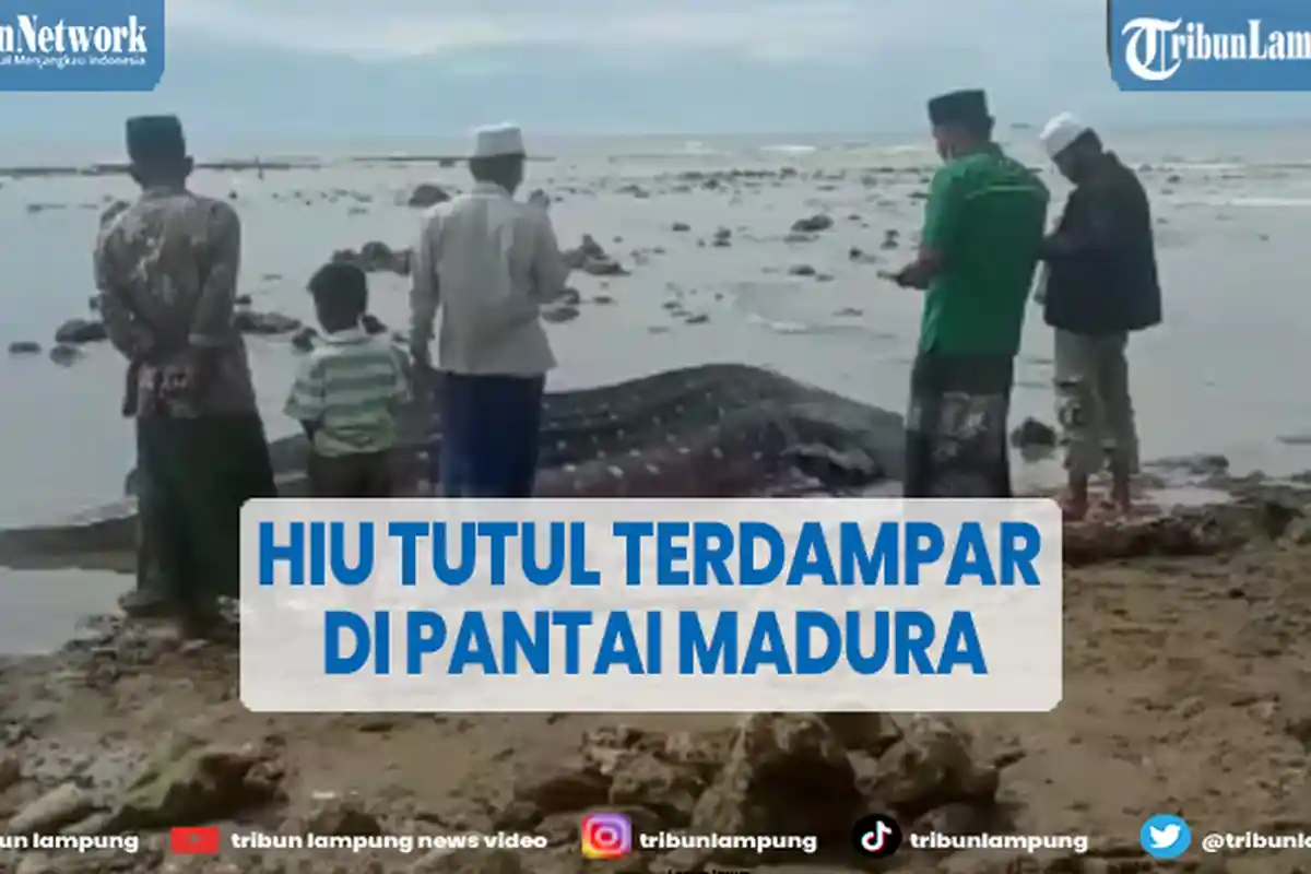 Hiu Tutul Panjang 4 Meter Terdampar di Madura, Jadi Tontonan Warga