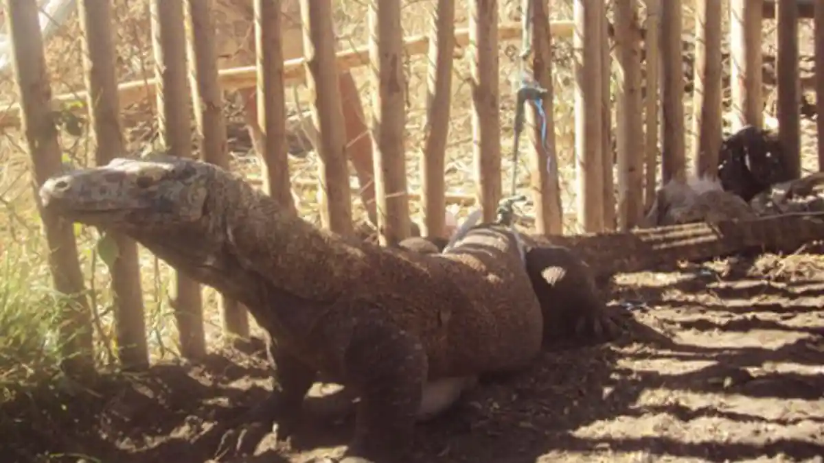 Pesona Obyek Wisaya Manggarai Timur, Komodo Pota yang Menggoda