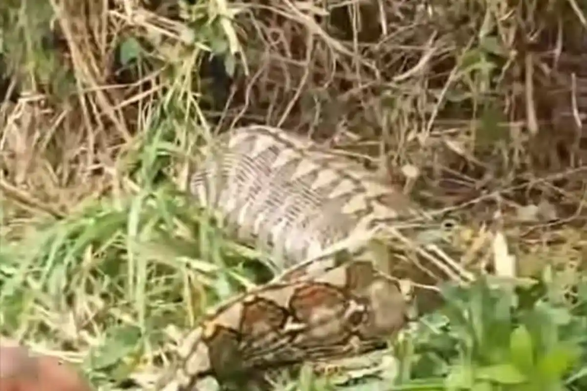 VIRAL Ular Piton Panjang 8 Meter Telan Sapi Milik Warga di Desa Sondoang Kalukku