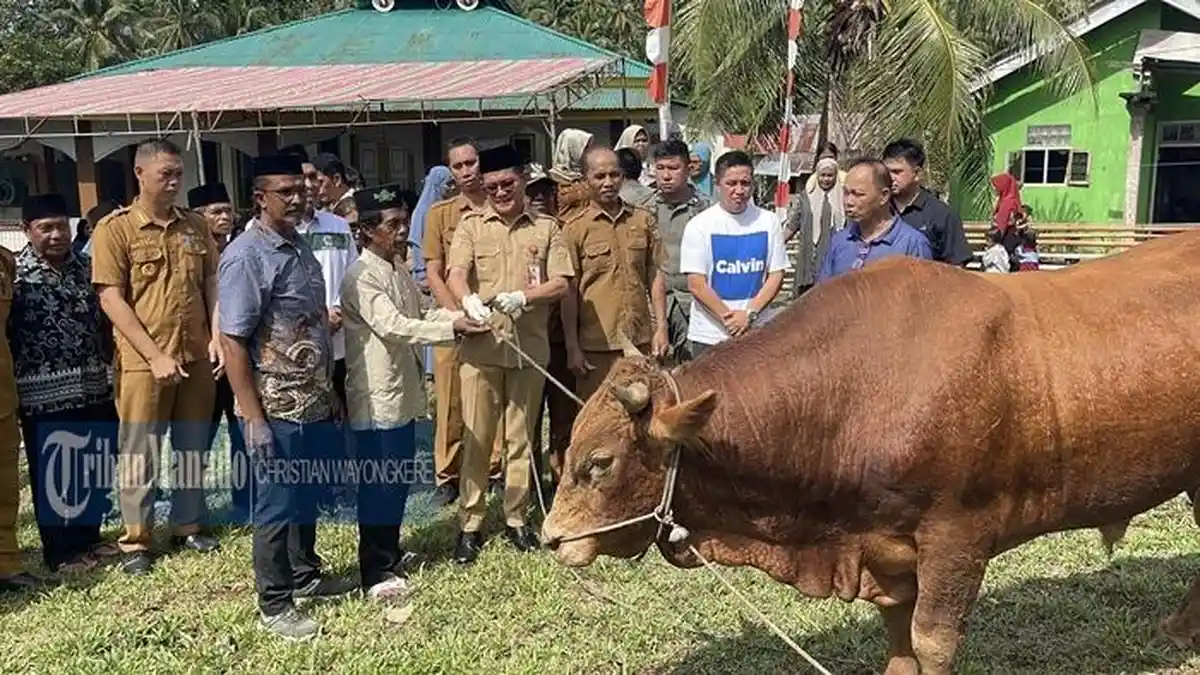 Hewan Kurban Presiden Diserahkan Bupati Minut Joune di Desa Munte, Nama Ternak Sapi 'Kera Sakti'