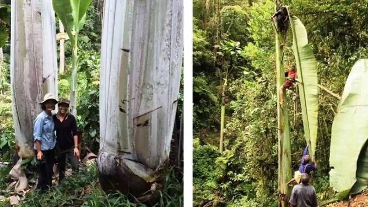 Musa Ingens, Pohon Pisang Raksasa di Papua yang Bisa Tumbuh Hingga Setinggi 25 Meter!
