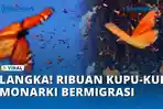 Ribuan-Kupu-kupu-Monarki-Bermigrasi.jpg