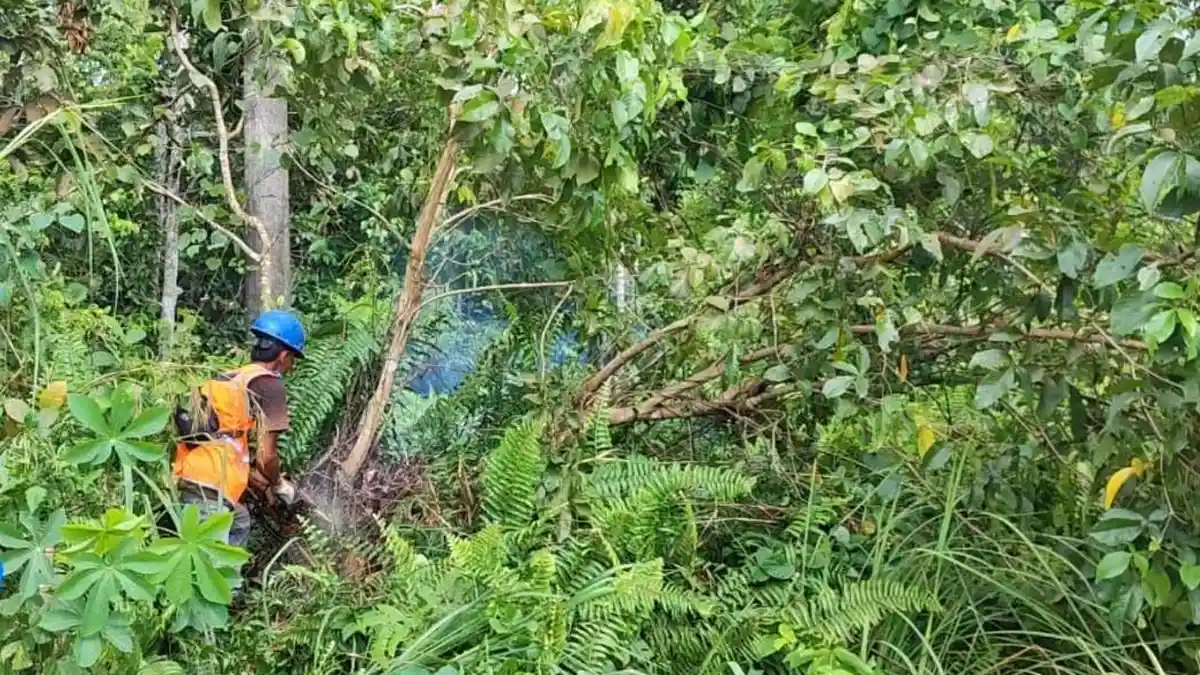 Jelang Idul Adha, PLN Kota Baru Lakukan Pembersihan dan Pemeliharaan Konstruksi Jaringan Distribusi