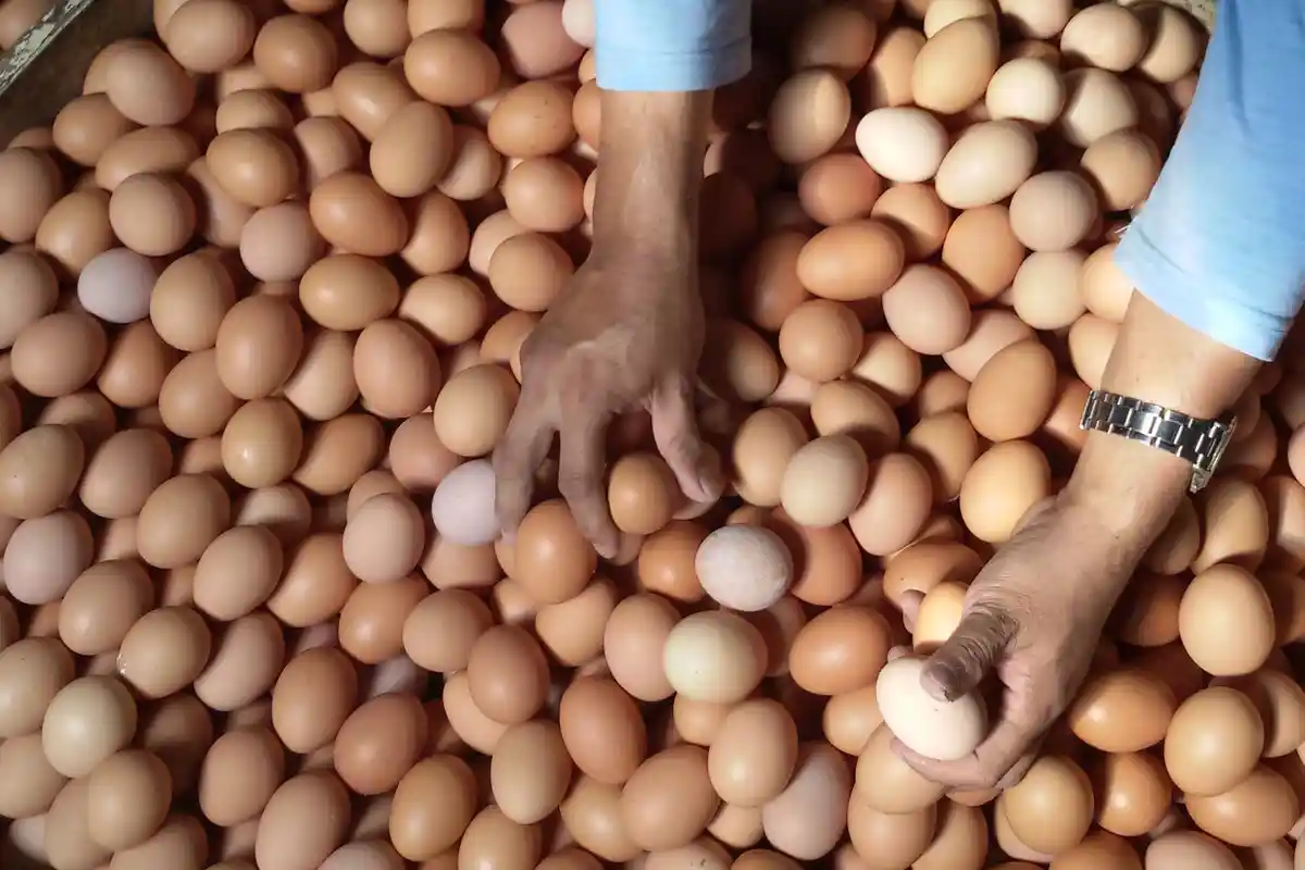 Harga Telur Ayam Ras Membubung, Sudah Tembus Angka Rp 25.000 per Kg, Setiap Hari Naik