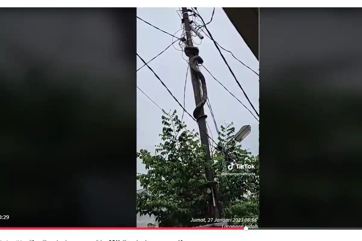 Video Viral TikTok Saksikan Aksi Ular Piton Raksasa Saat Lilit Tiang Listrik di Permukiman Warga
