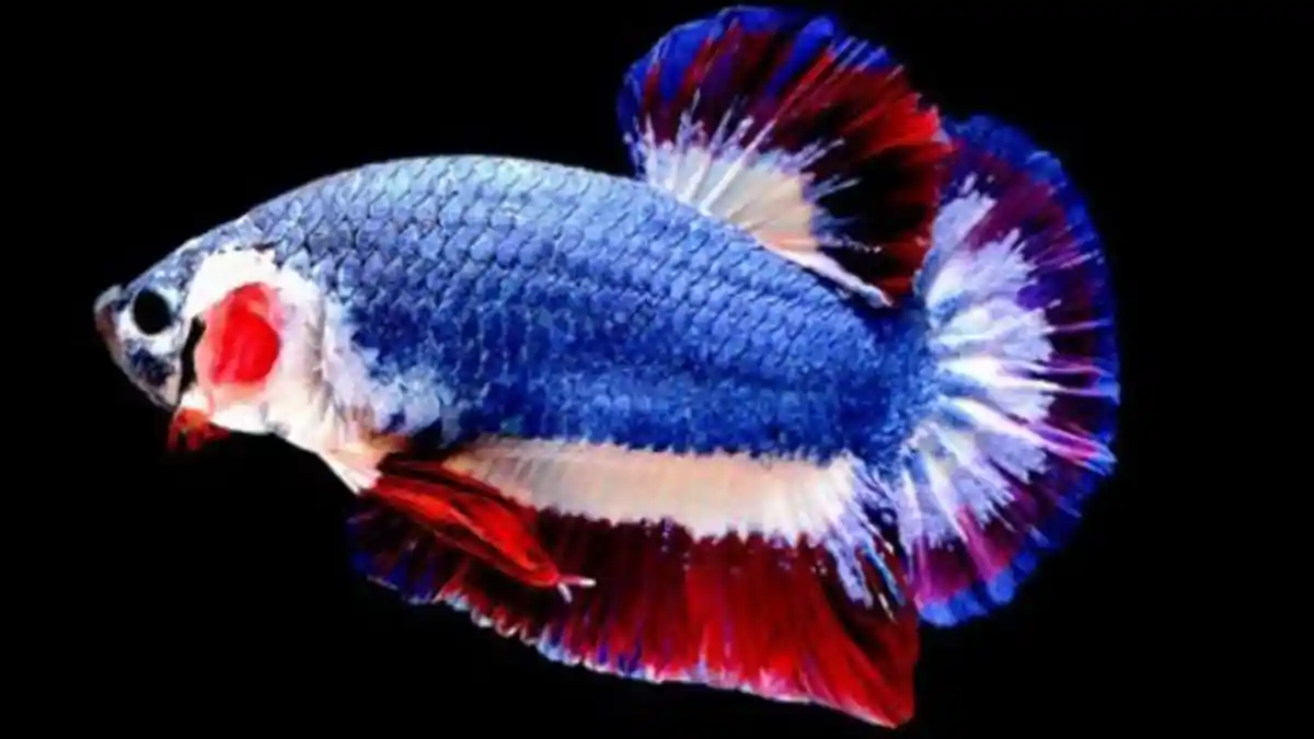 Arti Mimpi Melihat Ikan Emas, Ikan Cupang yang Dipercaya Datangnya Rezeki Nomplok