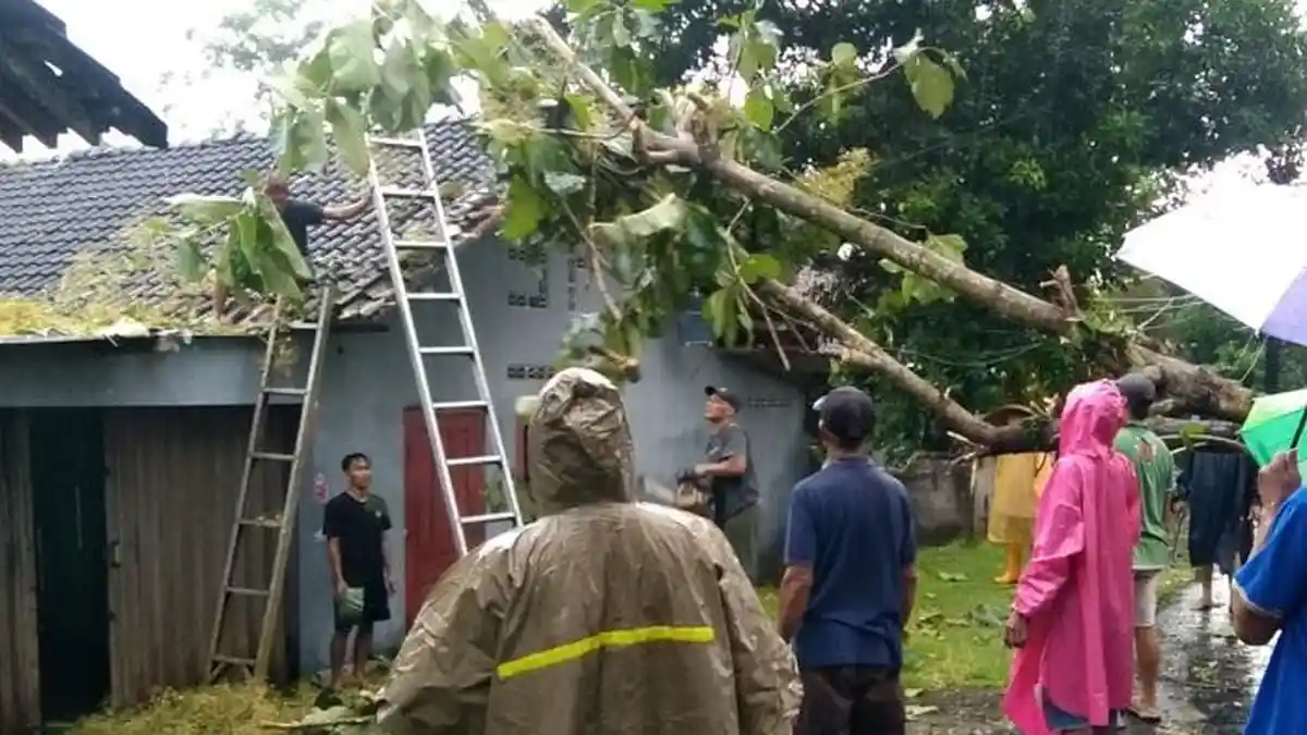 Hujan Angin, Pohon Jati Tumbang Timpa Rumah di Sleman