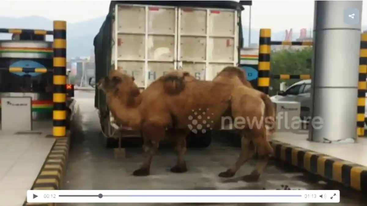 Sopir Truk Kendarai Truk Bareng Wanita, Diminta Bayar Tol Pengemudi Malah Turunkan Hewan Ini