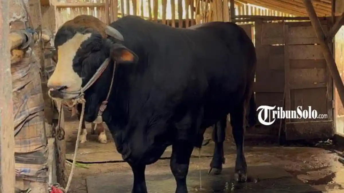 Sapi Simmental 1,1 Ton Milik Warga Kerjo Karanganyar Dibeli Presiden Prabowo Rp110 Juta
