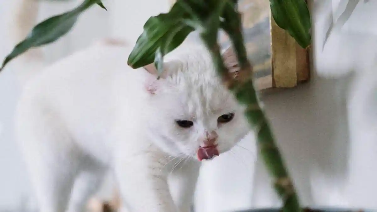 6 Manfaat Memelihara Kucing yang Akan Kawan Puan Rasakan, Apa Saja?