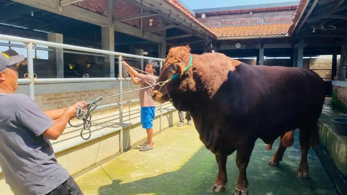 Ini Dia Genzo,  Sapi 1,25 Ton yang Dibeli Presiden Prabowo Rp100 Juta untuk Kurban di Tegal