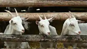 ilustrasi-pencurian-kambing.jpg