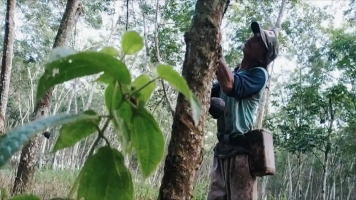 APKARINDO: Harga Karet 2026 di Sumsel Lebih Baik, Petani Tak Perlu Khawatir Anjlok